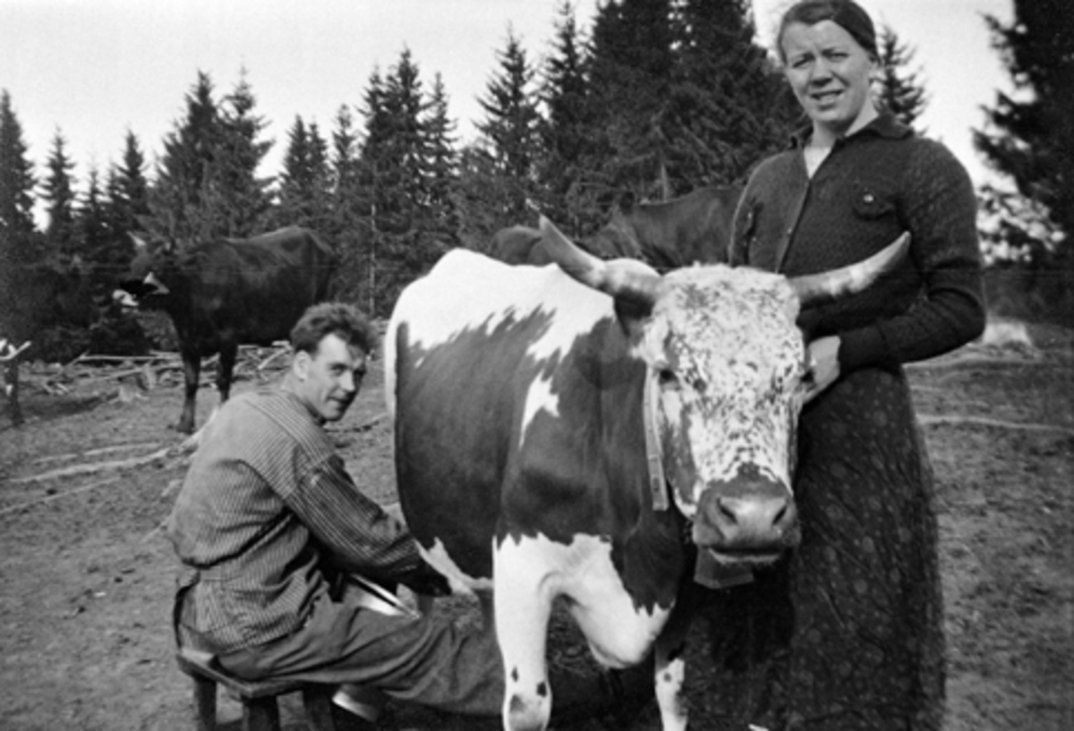 Anno Domkirkeodden, JOHAN OG PETRA JOHNSRUD, MJØLKING AV KU PÅ HALSTEINRUD