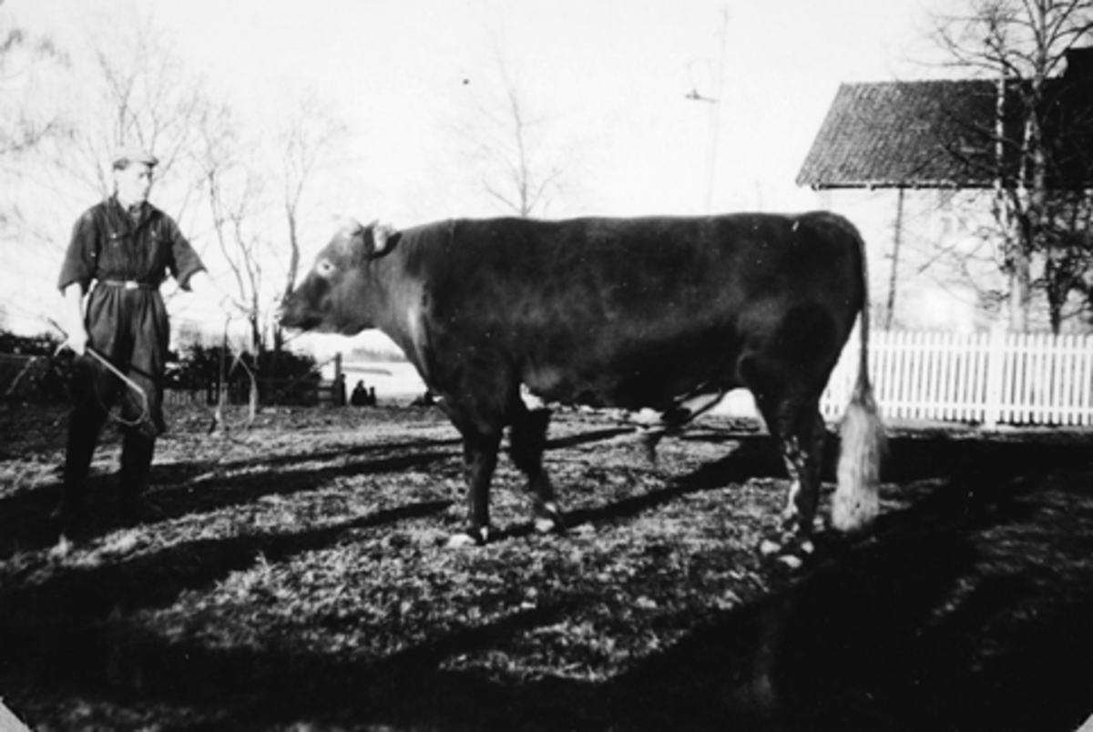 Anno Domkirkeodden, MELTING, 360 STOREBERG OKSE, HERKESTAD GARD, FØR 1950.
