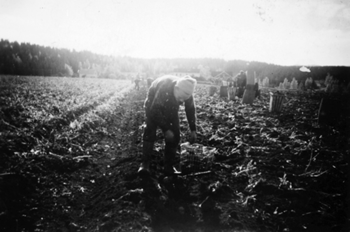 Anno Domkirkeodden, POTETPLUKKING PÅ RAA NORDRE CA. 1960.
