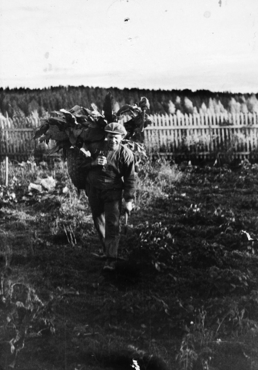 Anno Domkirkeodden, OLE NØKLEBY BÆRER MEIS MED TOBAKKSPLANTER UNDER KRIGEN, 1940-1945.