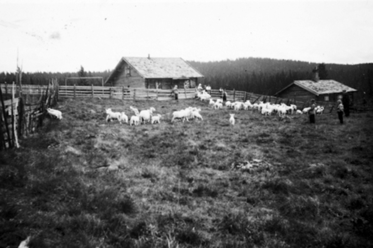 Anno Domkirkeodden, LAVLIA SÆTER I ROMEDAL ALMENNING. SÆTRA TILHØRTE BRYHNI NORDRE.