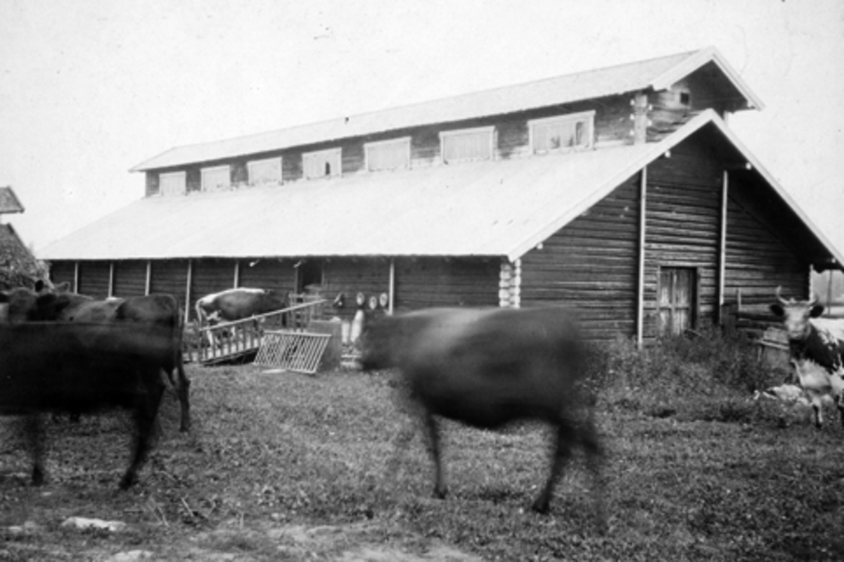Anno Domkirkeodden, NORDBRYHN GARD, STANGE. KYR, BUSKAP PÅ VEI INN I FJØSET FRA BEITE.