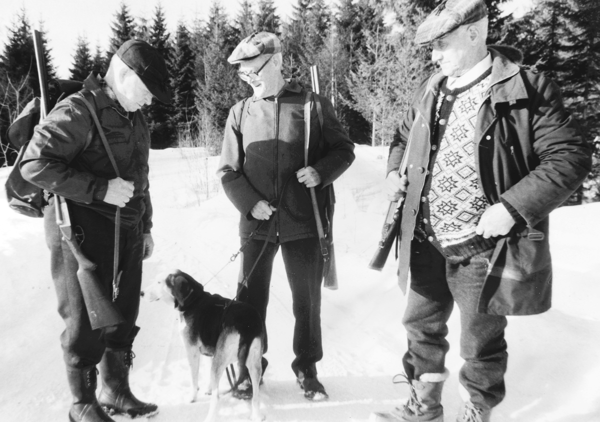 Ukjent, Harejakt, Gammelsaga i Stange Almenning. F. v. Harald Strand, Asbjørn Westby, Karl Slottsveen. Harehund.. Ca. 1965