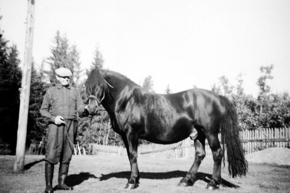 Ukjent, Finnberget, Tangen. Olaf Olsen med hesten Peik i Finnberget 1961