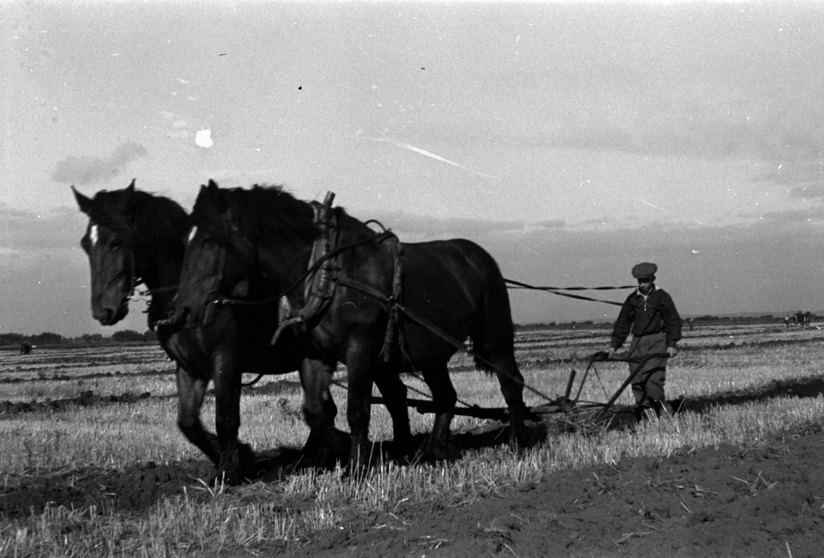 Adolf Skjegstad, ASK-01122
