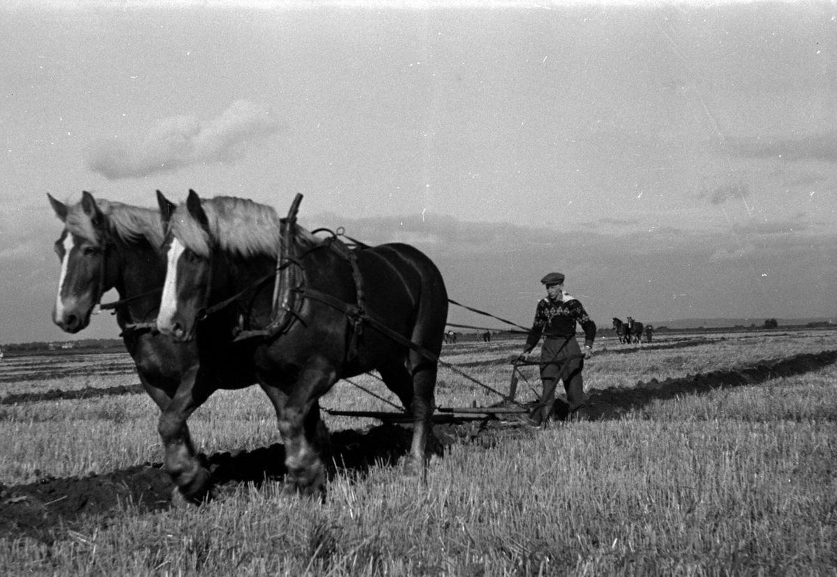 Adolf Skjegstad, ASK-01124