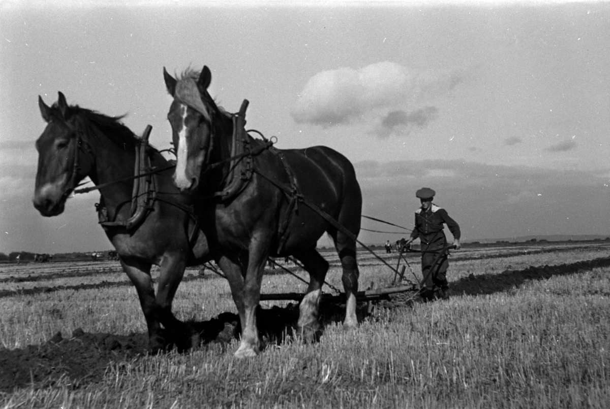 Adolf Skjegstad, ASK-01126