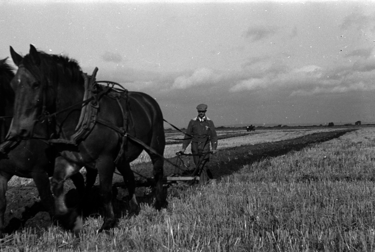 Adolf Skjegstad, ASK-01135