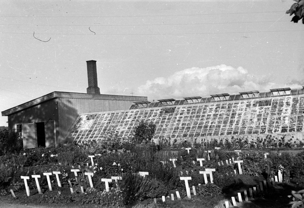 Adolf Skjegstad, GARTNERI, DRIVHUS
