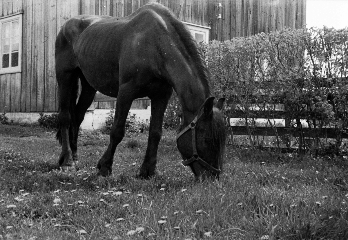 Adolf Skjegstad, HEST PÅ BEITE.