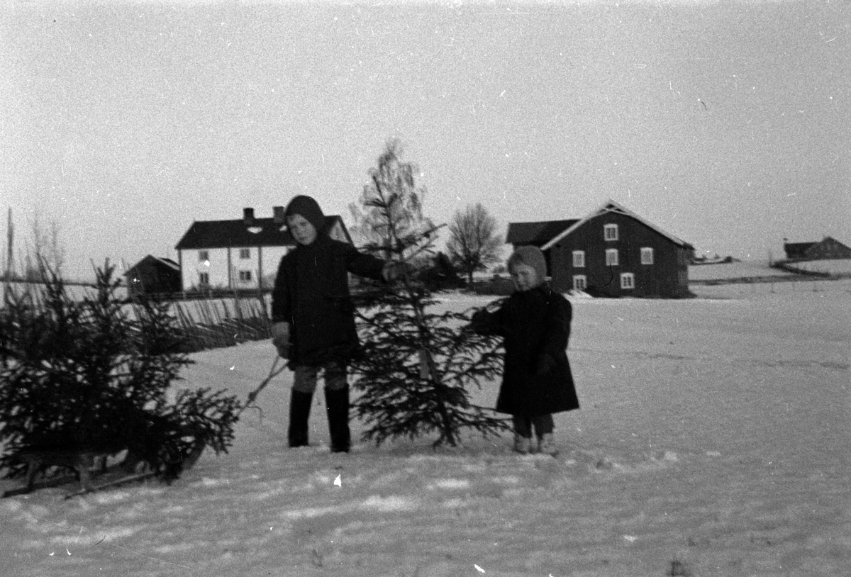 Adolf Skjegstad, To små barn som har hentet juletre. Barna er Odd Kjell Sjegestad til venstre, og Anna Sjegestad til høyre. Uthus gård i Romedal ligger i bakgrunnen.