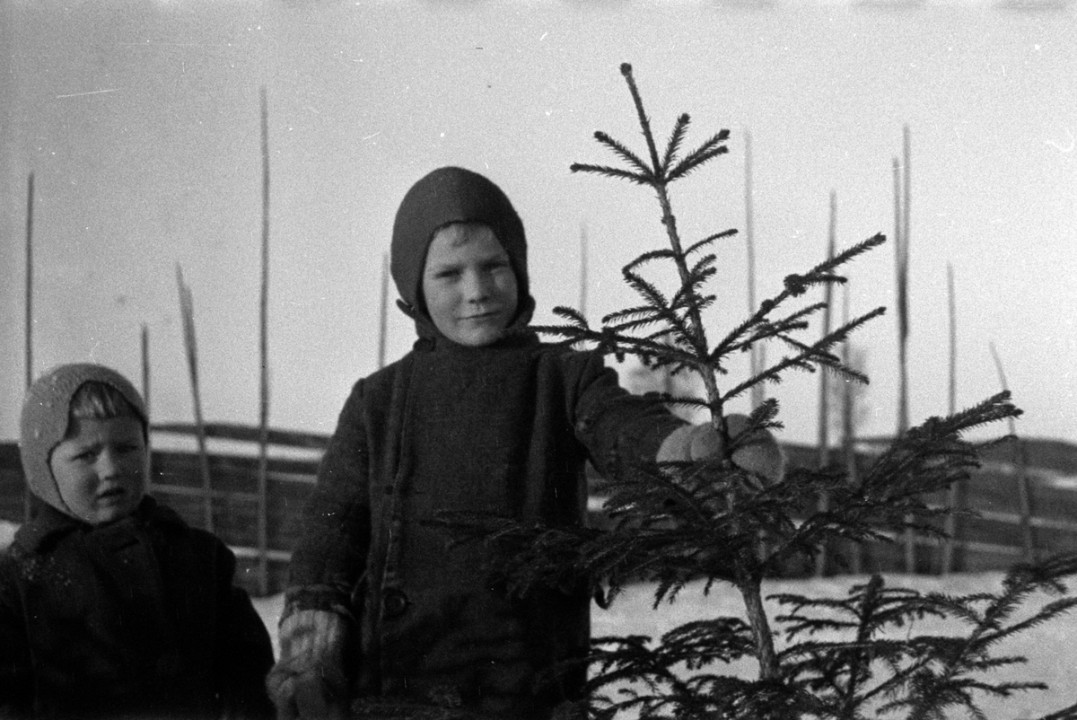 Adolf Skjegstad, Barn, juletre. Barn på juletrehenting på Uthus Gård i Romedal. Annar Sjegstad til venstre og Odd Kjell Skjegstad til høyre.