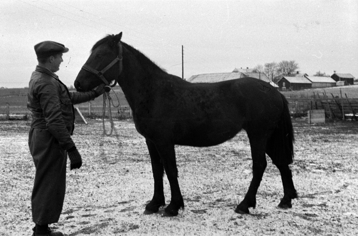 Adolf Skjegstad, ASK-01533