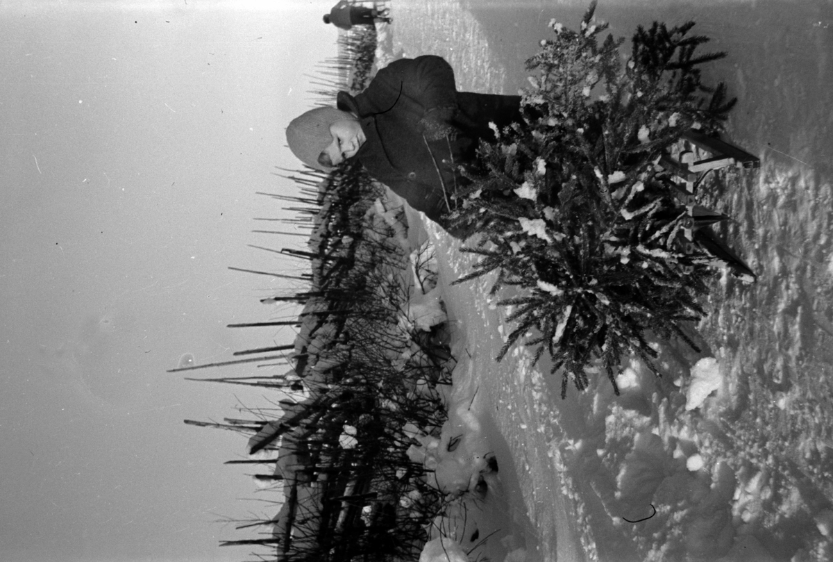 Adolf Skjegstad, BARN, KJELKE, JULETRE.