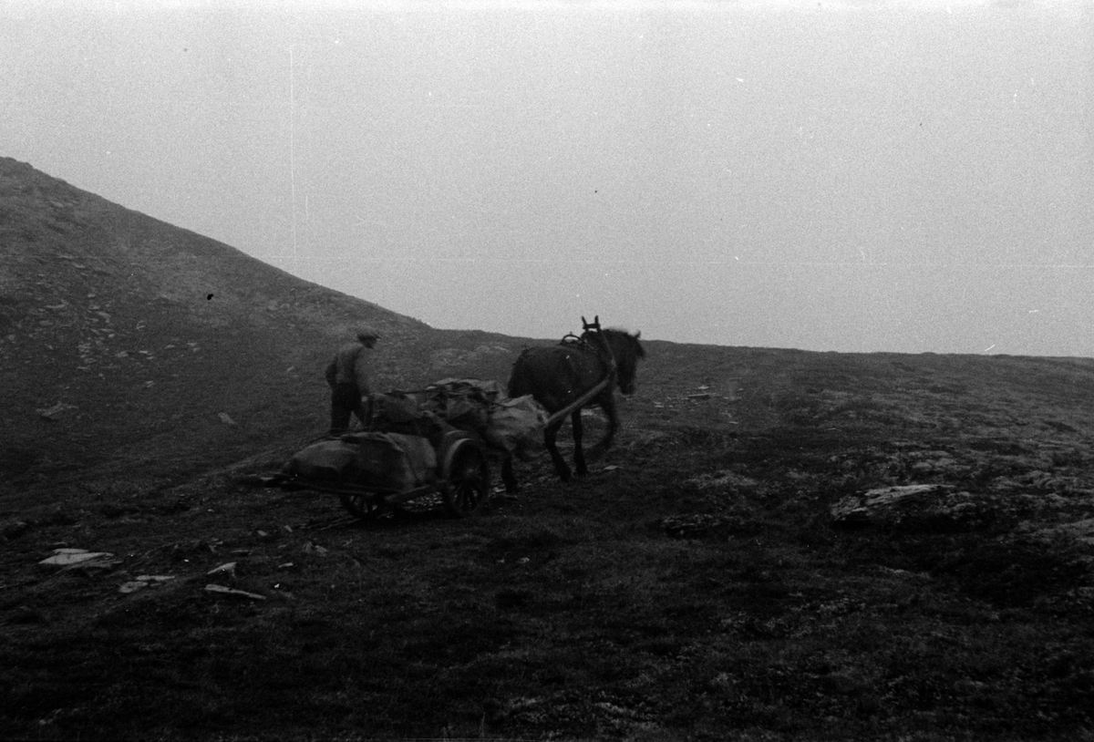 Adolf Skjegstad, ASK-01877