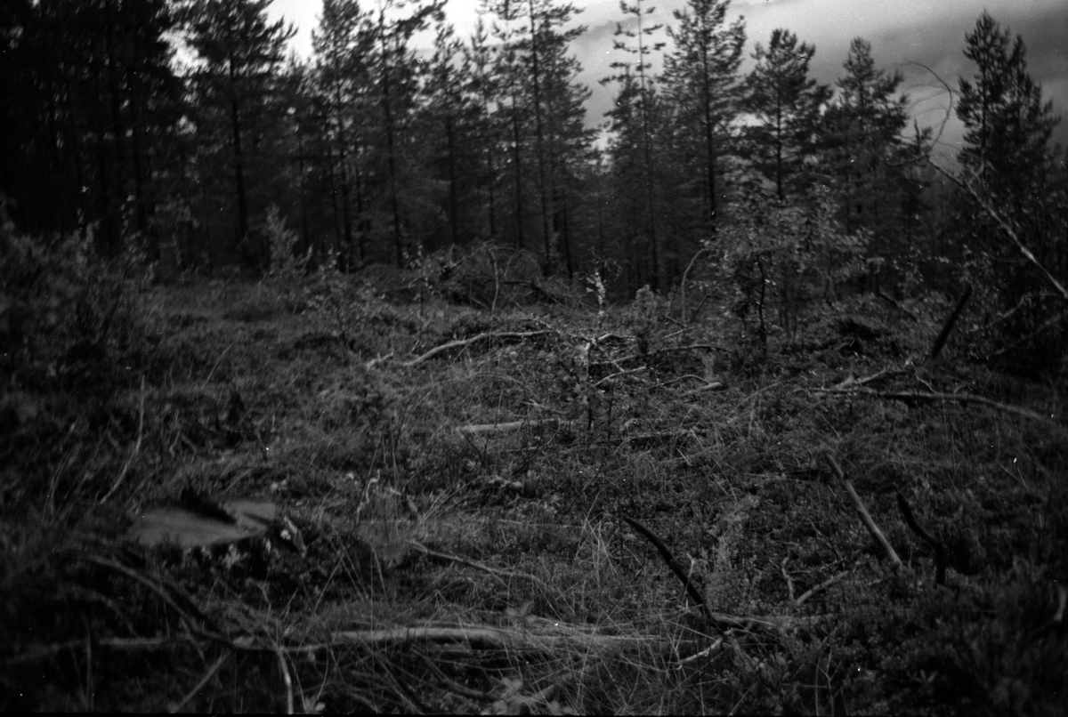 Adolf Skjegstad, ASK-01959