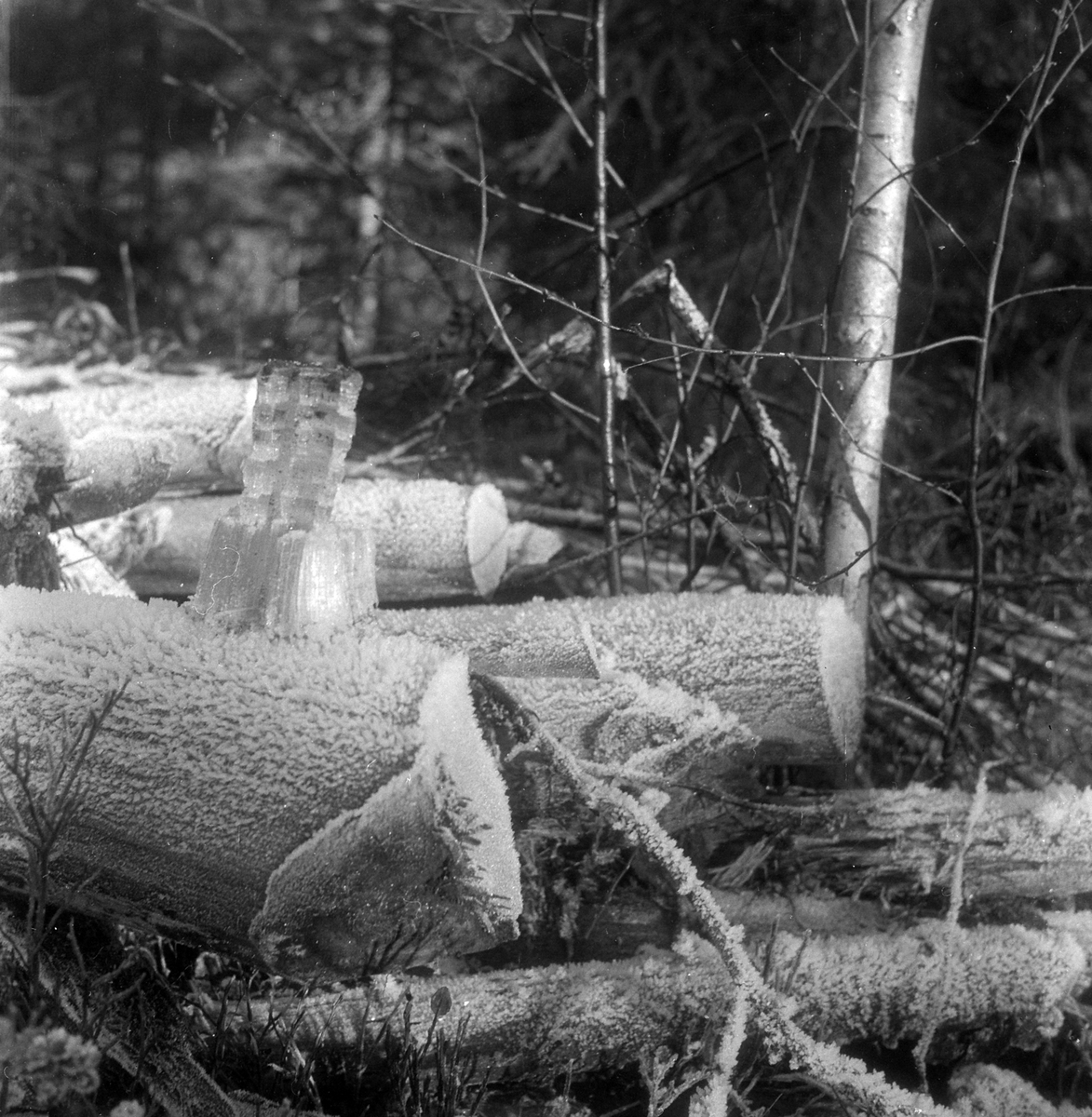 Adolf Skjegstad, ASK-02628