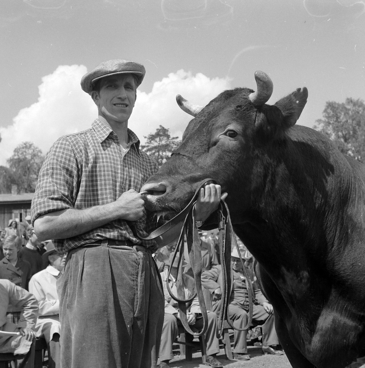 Adolf Skjegstad, ASK-02828