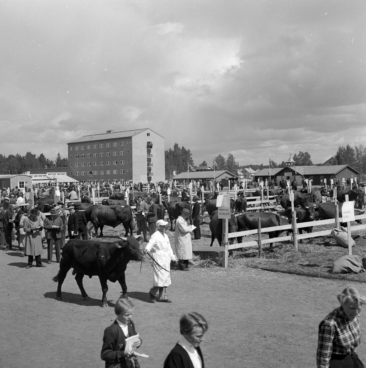 Adolf Skjegstad, Utstillingsplassen, fesjå, Hamar.