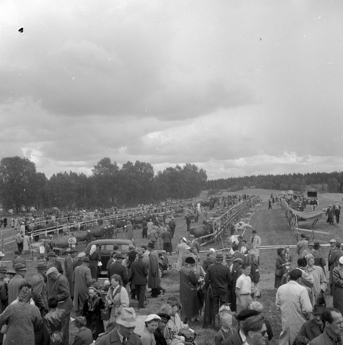 Adolf Skjegstad, Fesjå, utstilling, ukjent sted.