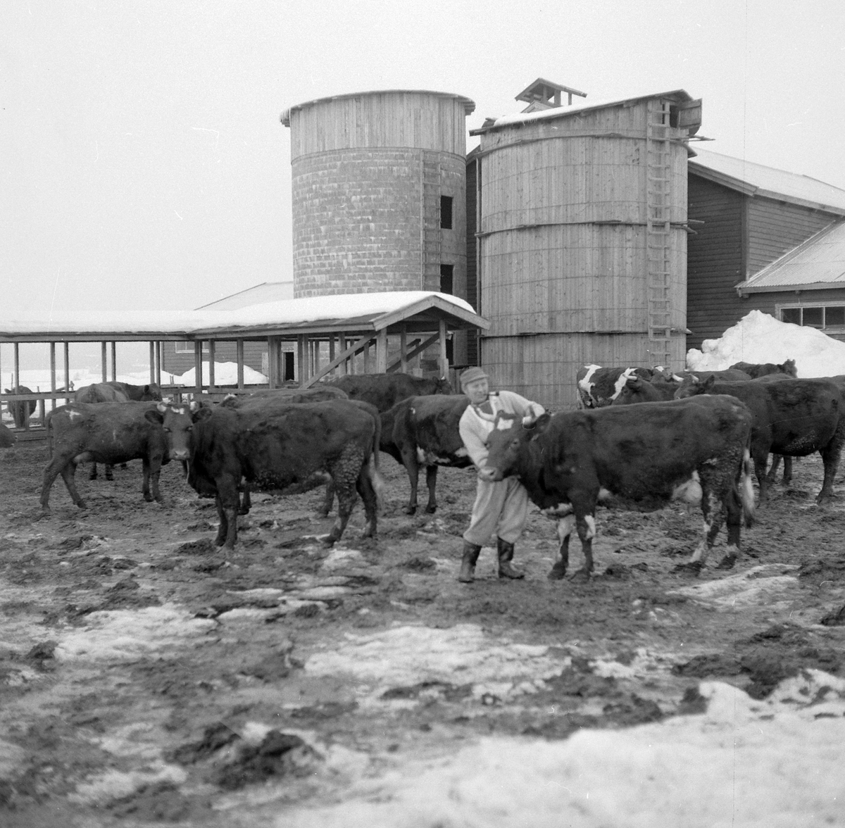 Adolf Skjegstad, ASK-03393