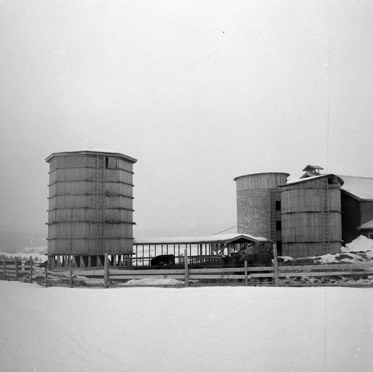 Adolf Skjegstad, ASK-03398