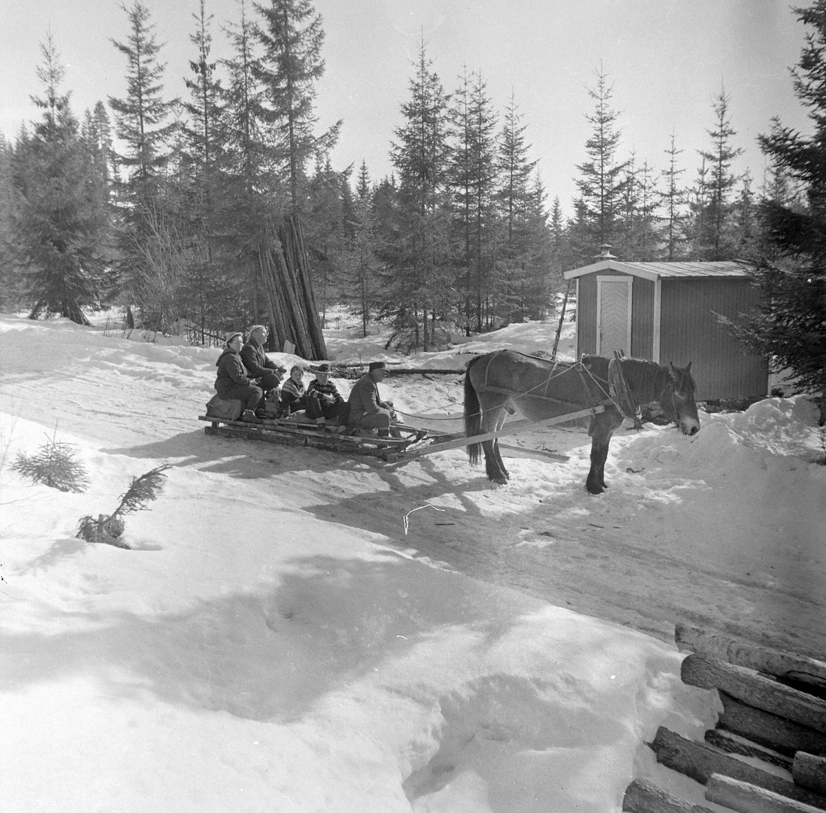 Adolf Skjegstad, HEST OG SLEDE