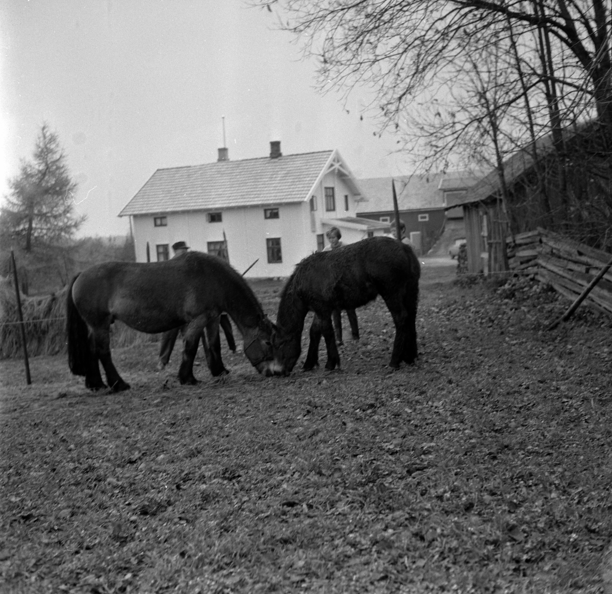 Adolf Skjegstad, ASK-03857