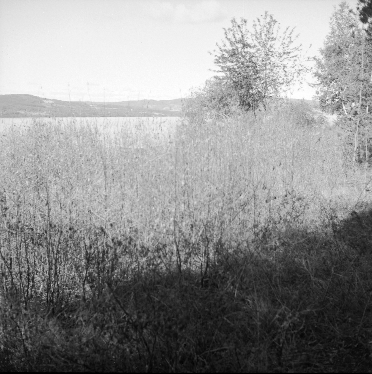 Adolf Skjegstad, ASK-04271