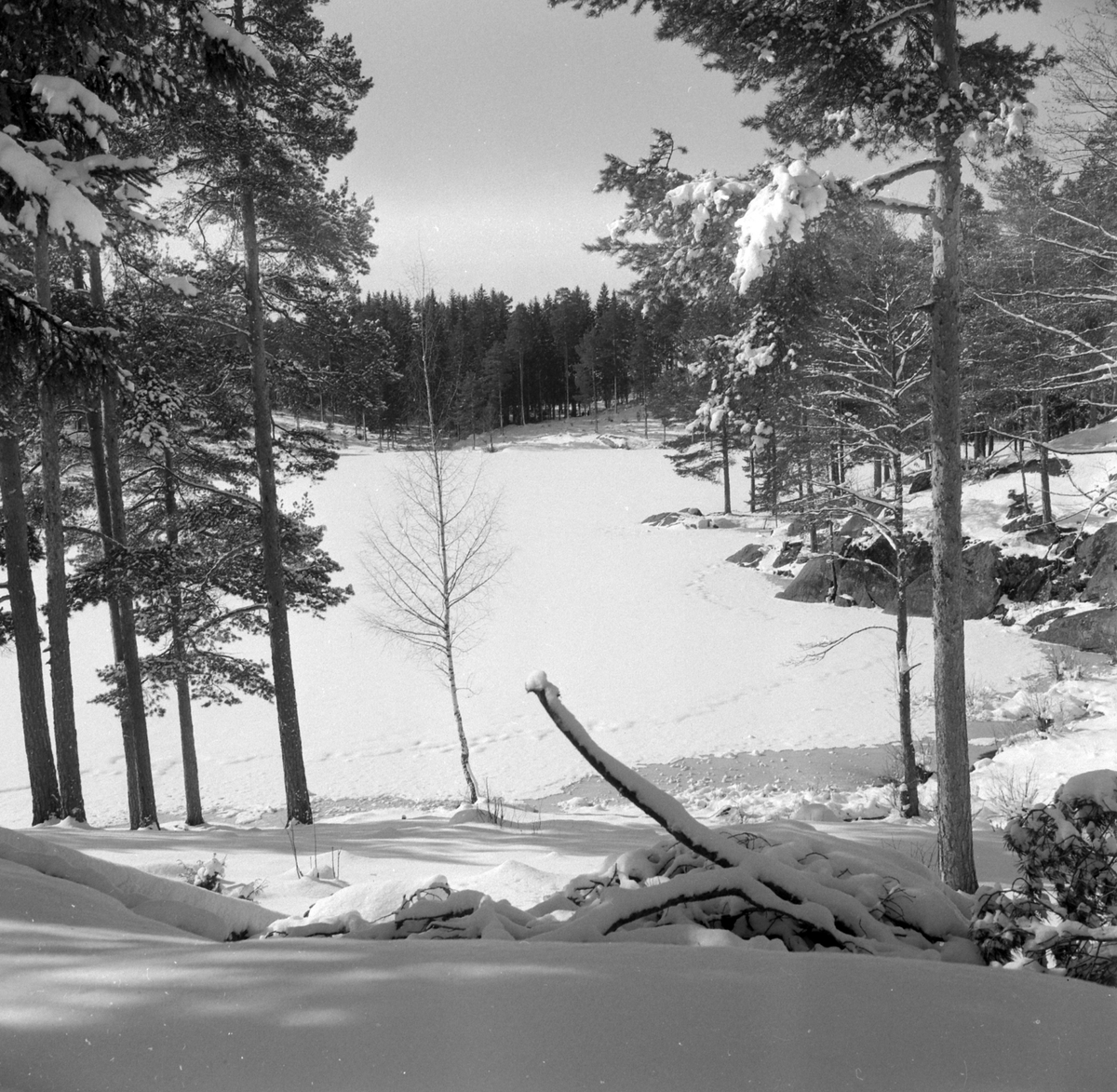 Adolf Skjegstad, ASK-04314