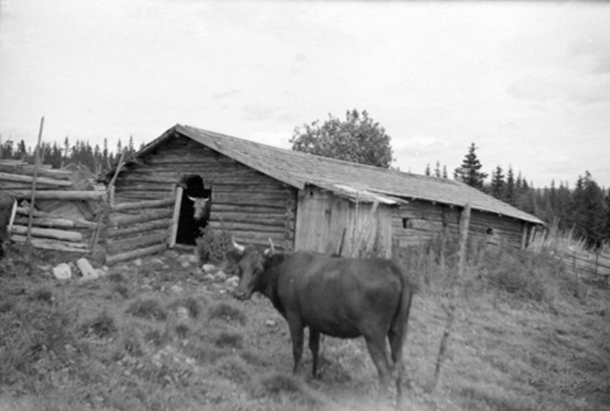 Toralv Bleken-Nilssen, OLSETRA, LØTEN ALLM. TOMTENFJØSET, VANG. Kuer