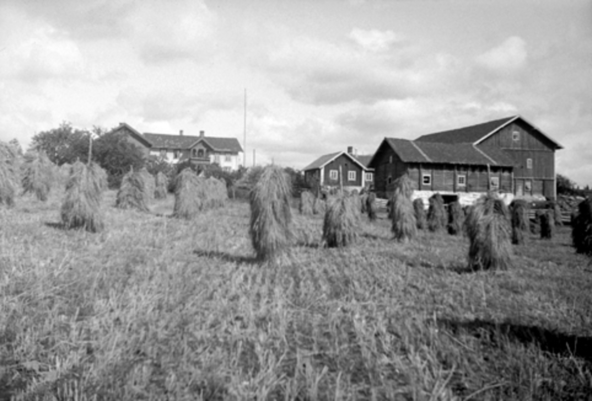 Anno Domkirkeodden, UKJENT GARD I VANG, Hamar kommune, KORNSNES.