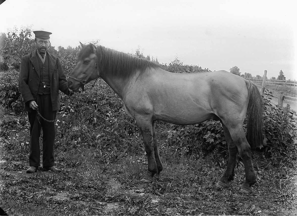 Martin Finborud, Julius Knatterud (1876-1953) med hesten "Musen". Knatterud, Nes, Hedmark.