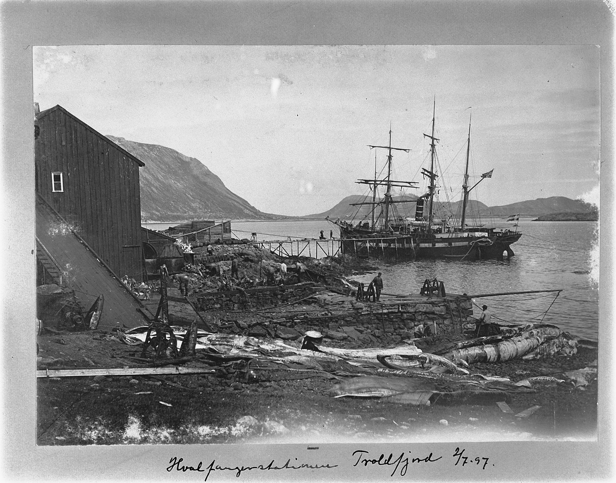 Johan Albert Steen, TROLDFJORDEN. HVALFANGSTSTASJON, HVALBÅT.