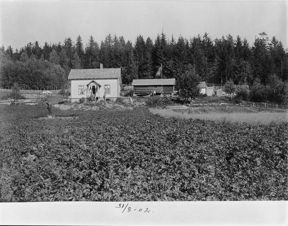 Johan Albert Steen, STENSBERG, SMÅBRUK, UKJENT STED, BRUMUNDDAL??. 31-8-1902.