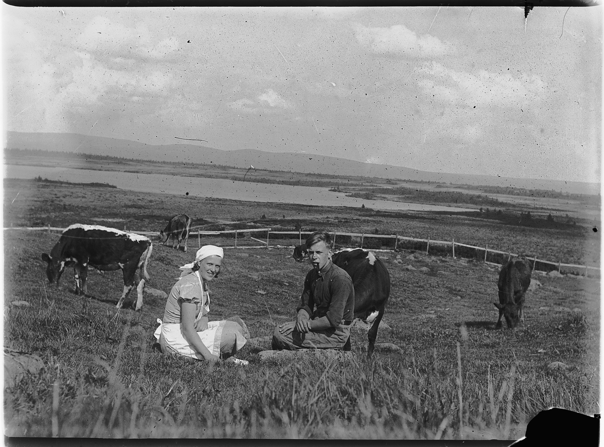 Mikkel Sveinhaug, Aksjøen,, Ringsaker 1940, TO UKJENTE, KYR PÅ BEITE.