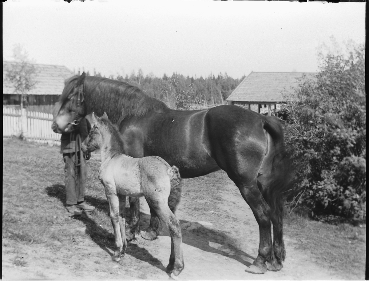 Ole Hansen Løken, HEST MED FØLL.