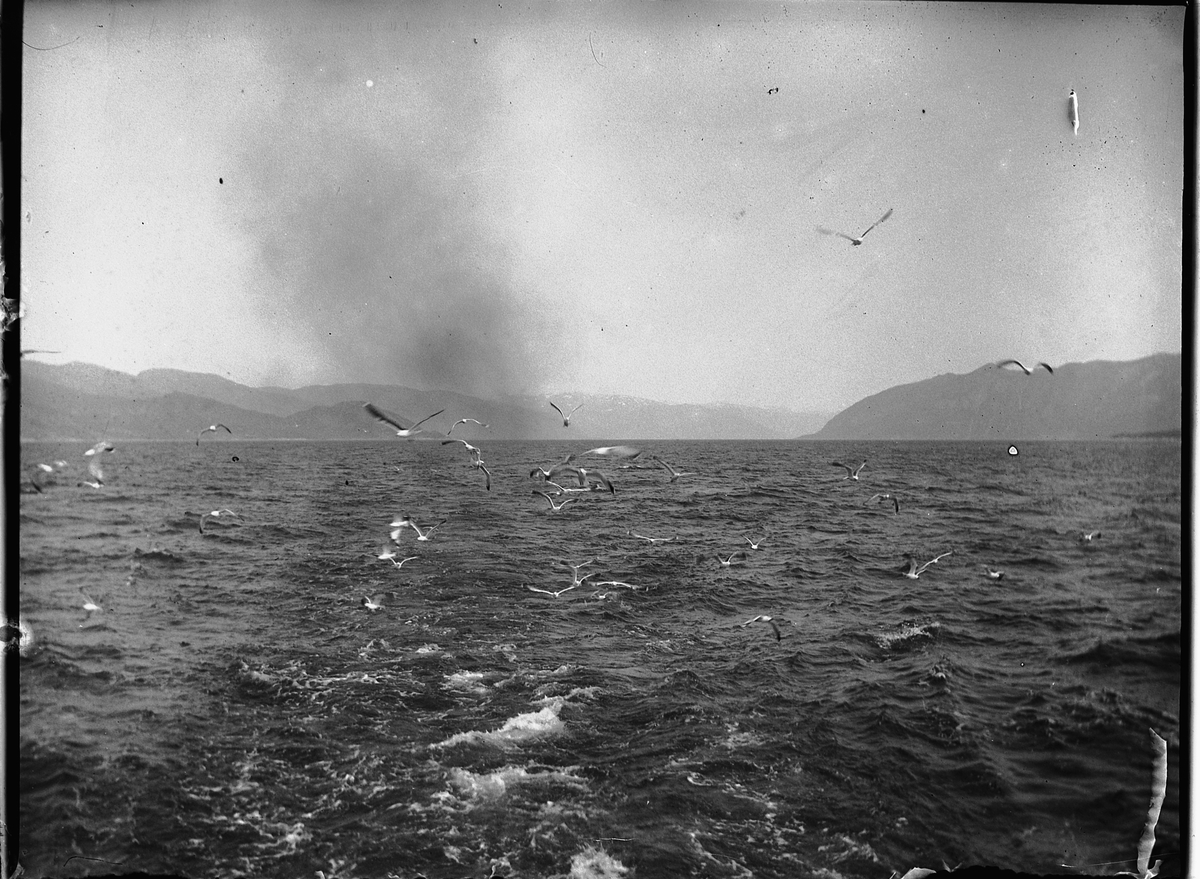 Ole Hansen Løken, MÅKER FLYR ETTER BÅT. Sognefjorden?