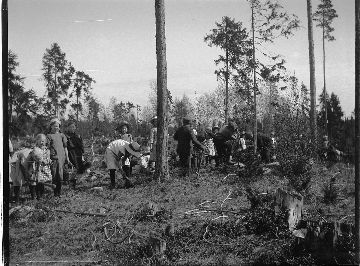 Ole Hansen Løken, SKOGBRUK, SKOLEBARN PÅ SKOGPLANTING, STOR GRUPPE GUTTER OG JENTER.