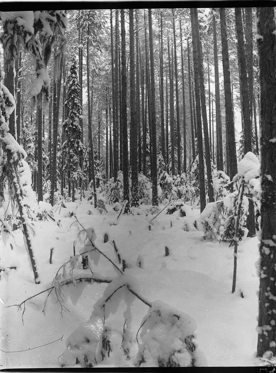 Ole Hansen Løken, VINTERSKOG.