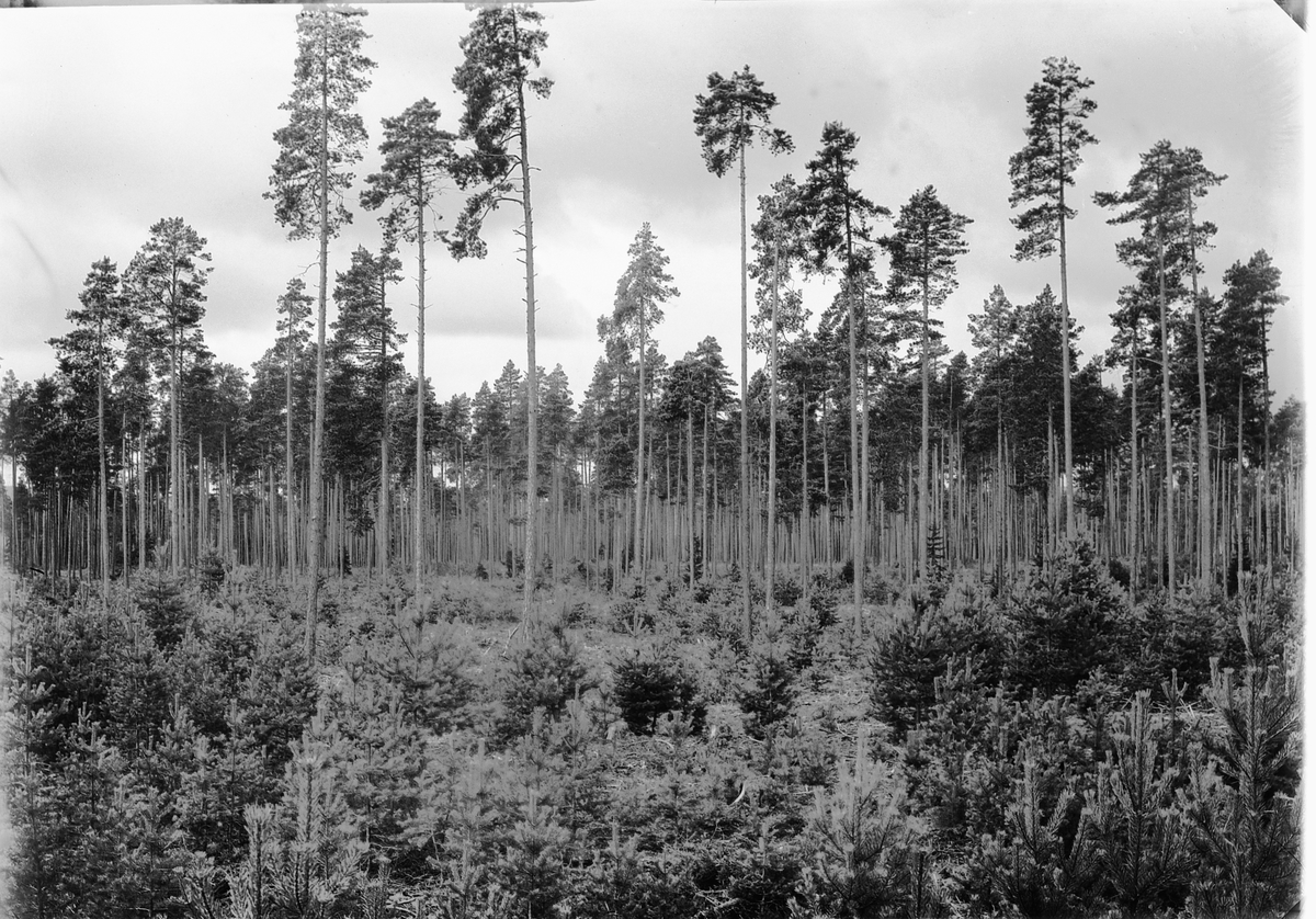 Ole Hansen Løken, FURUSKOG, UKJENT STED.