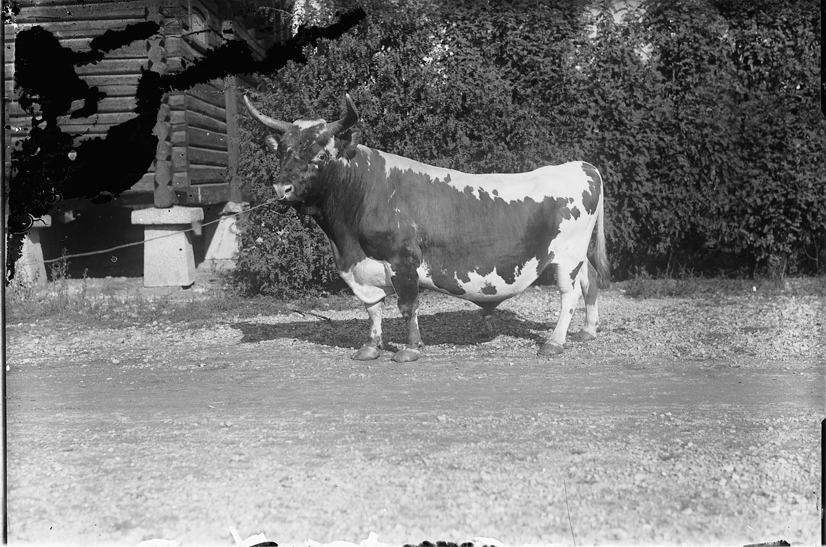 Oscar Løberg, TELEMARKSOKSE FOTOGRAFERT VED STABBURET PÅ BØRSTAD, VANG, Hamar, CA. 1930. Roll hadde telemarkskuer som måtte slaktes ned på grunn av kalvekasting (brucellose, eller Maltafeber), noe som var smittsomt. Ungdyr som gikk ute i marka på beite om sommeren slapp unna. De ble flyttet til det nye fjøset på…