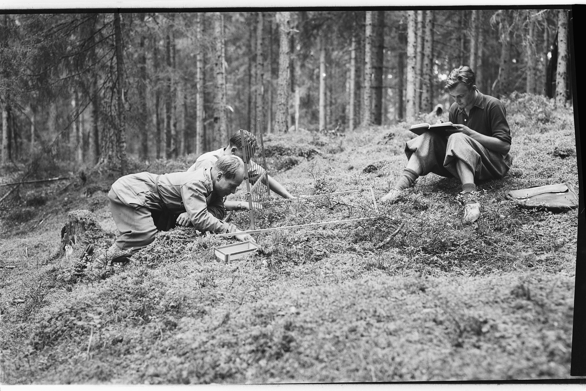 Håkon Prestkværn, SKOGFORSKNING, TELLER ARTER, BIOLOGI.