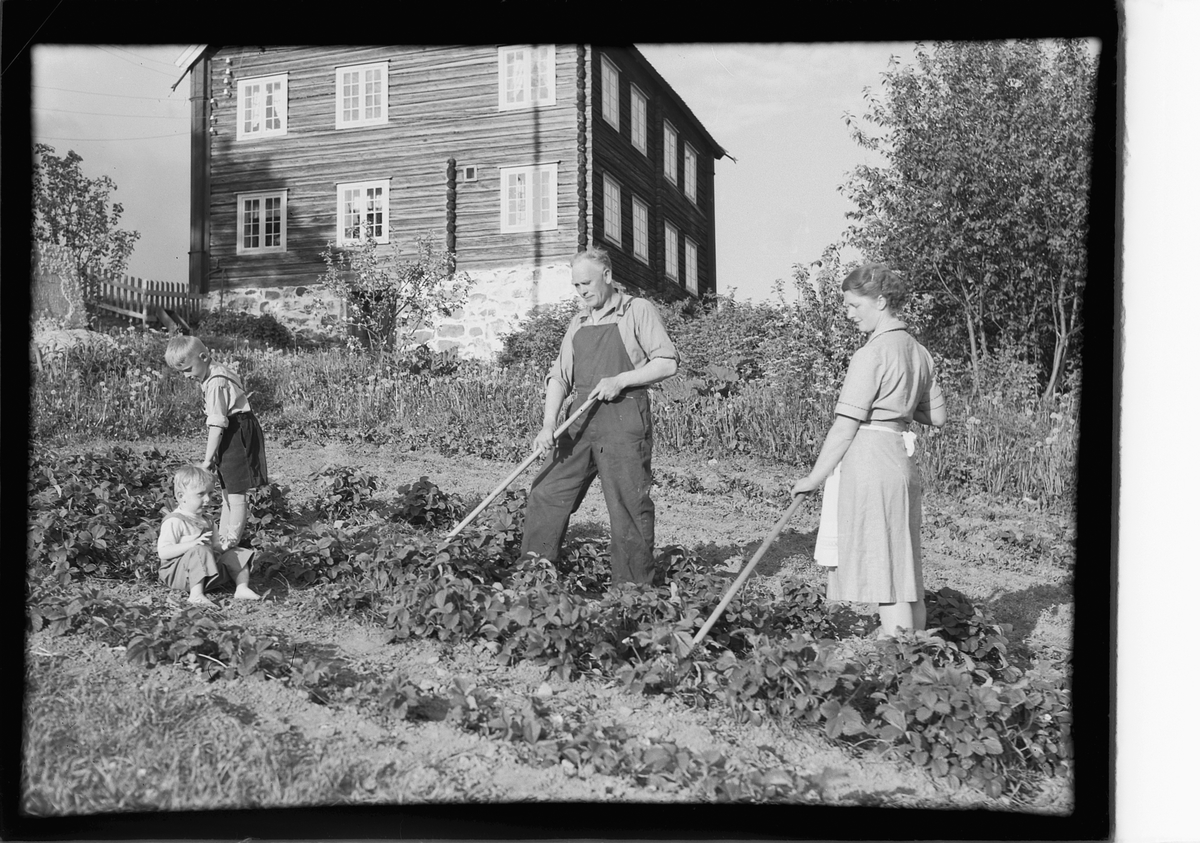 Håkon Prestkværn, Midtbruket gard i Lismarka, Brøttum, hypping, rensking av jordbæråker.. Barn, voksne, ukjente.