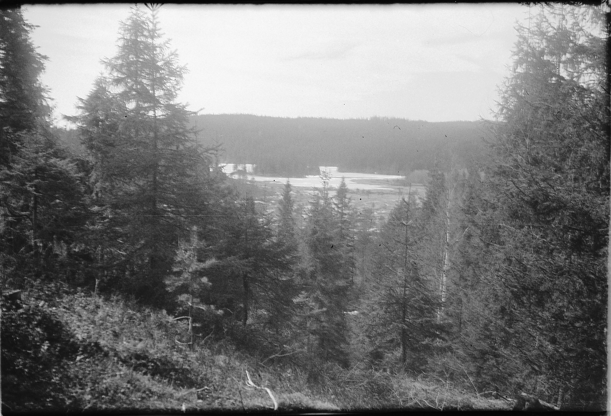 Håkon Prestkværn, Skog, landskap.