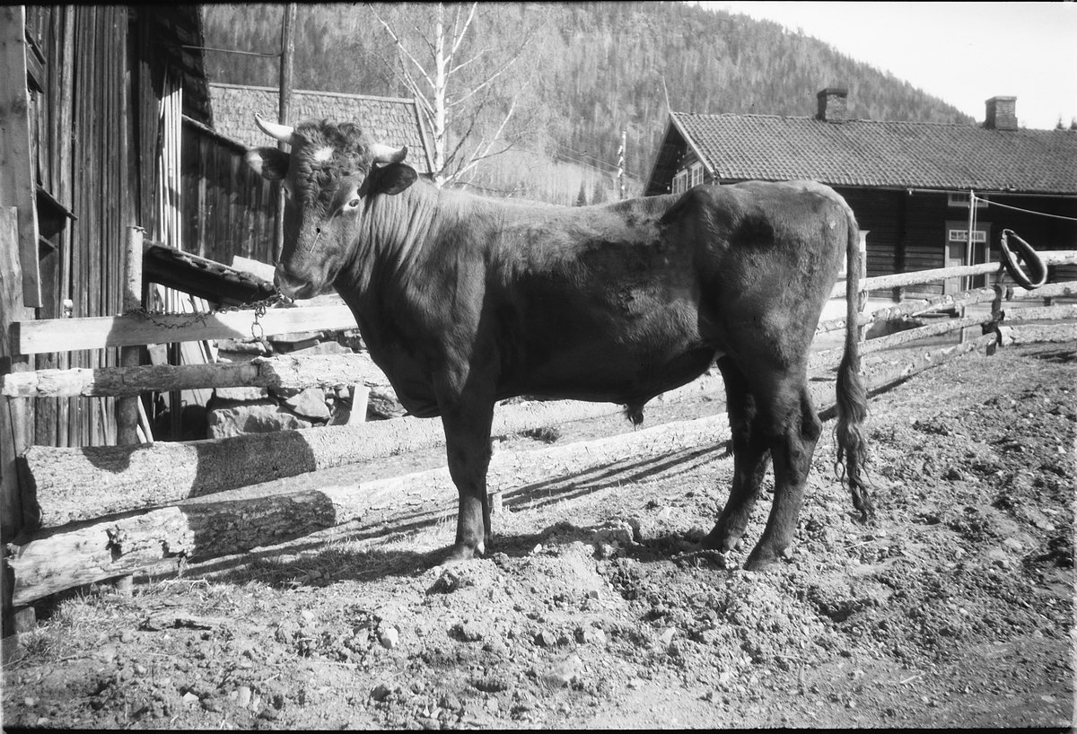Håkon Prestkværn, Foto av Okse på en gard. Husdyr.