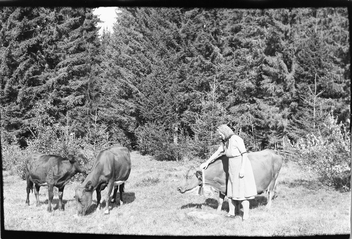 Håkon Prestkværn, Ukjent kvinne med skaut med tre kuer i skogen.