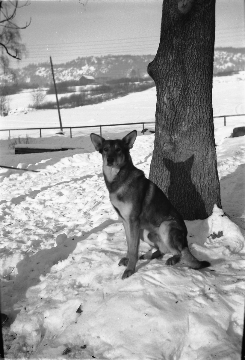 Håkon Prestkværn, Hund sitter i snøen ved et tre.