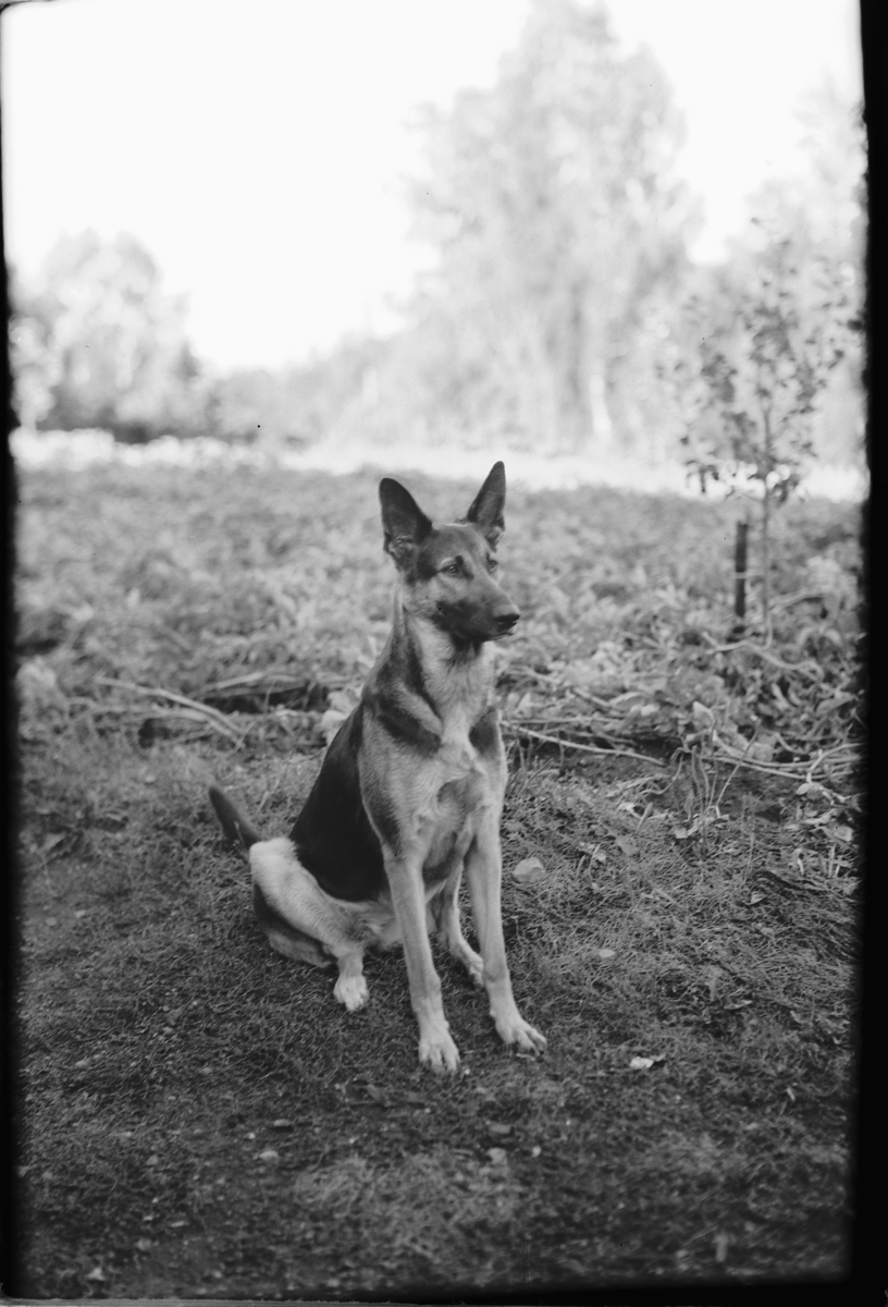 Håkon Prestkværn, En hund som sitter ved et jorde.