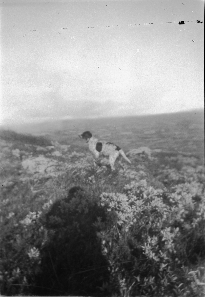 Håkon Prestkværn, En hund på fjellet.